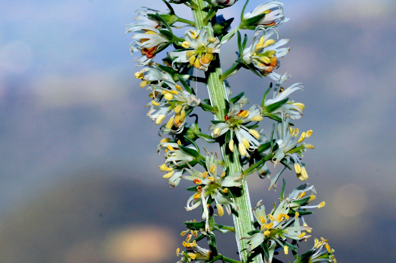 Reseda alba.